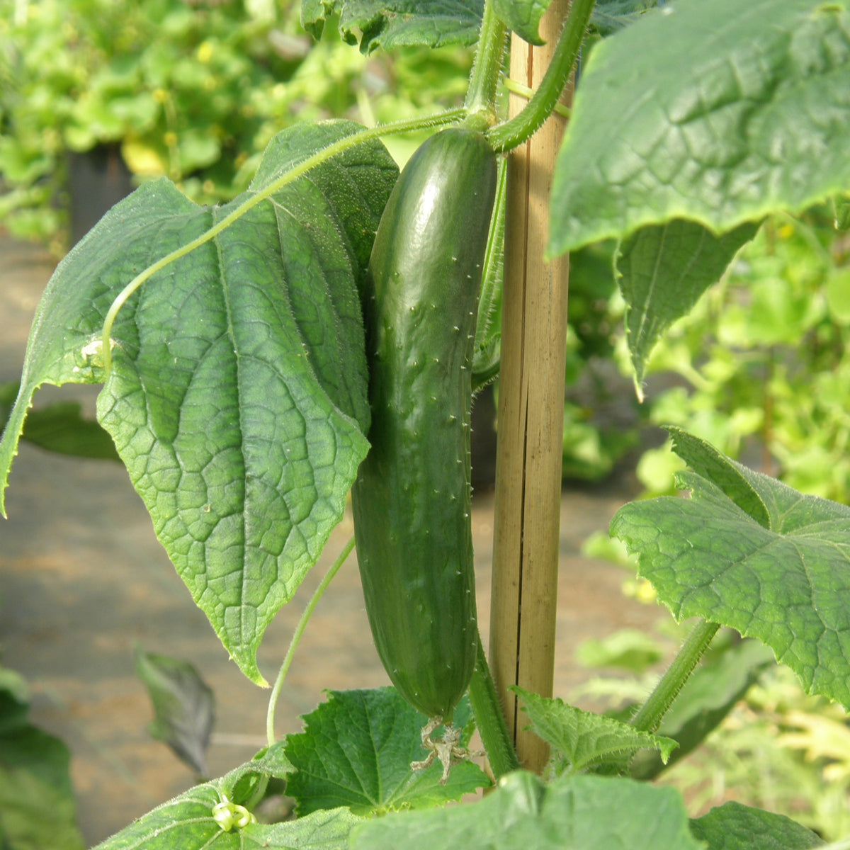 Concombre libanais Green Finger - Sachet Bio - Les Jardins de l'écoumène