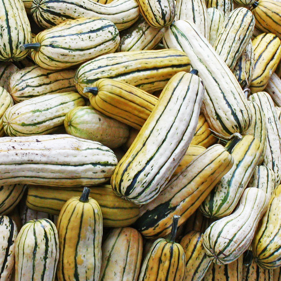 Courge d'hiver Delicata - Sachet Bio - Les jardins de l'écoumène