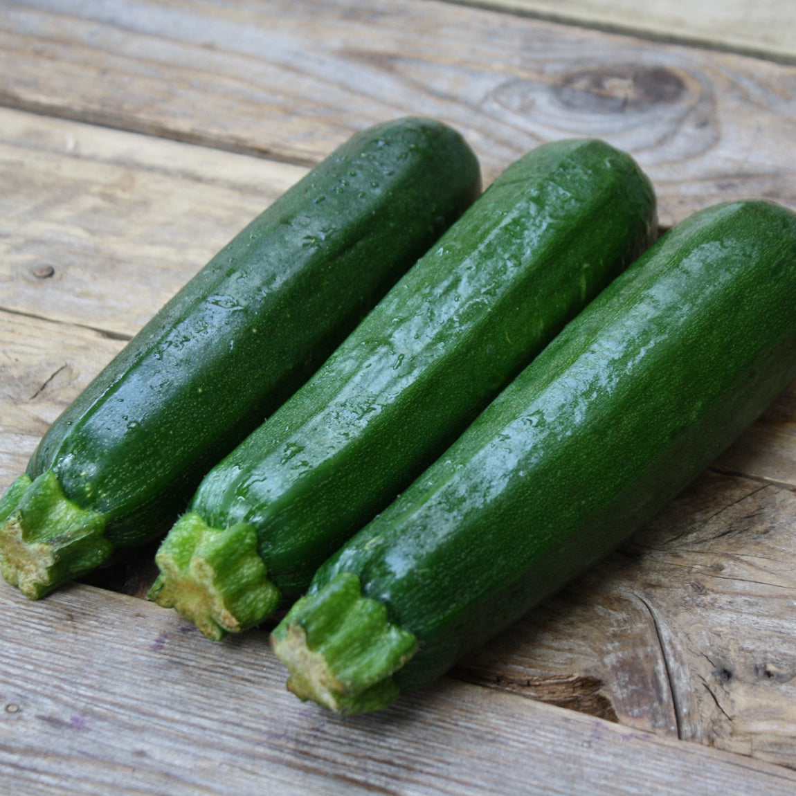 Courgette (courge d'été, zucchini) d'été Dark Green - Sachet Bio - Les Jardins de l'écoumène