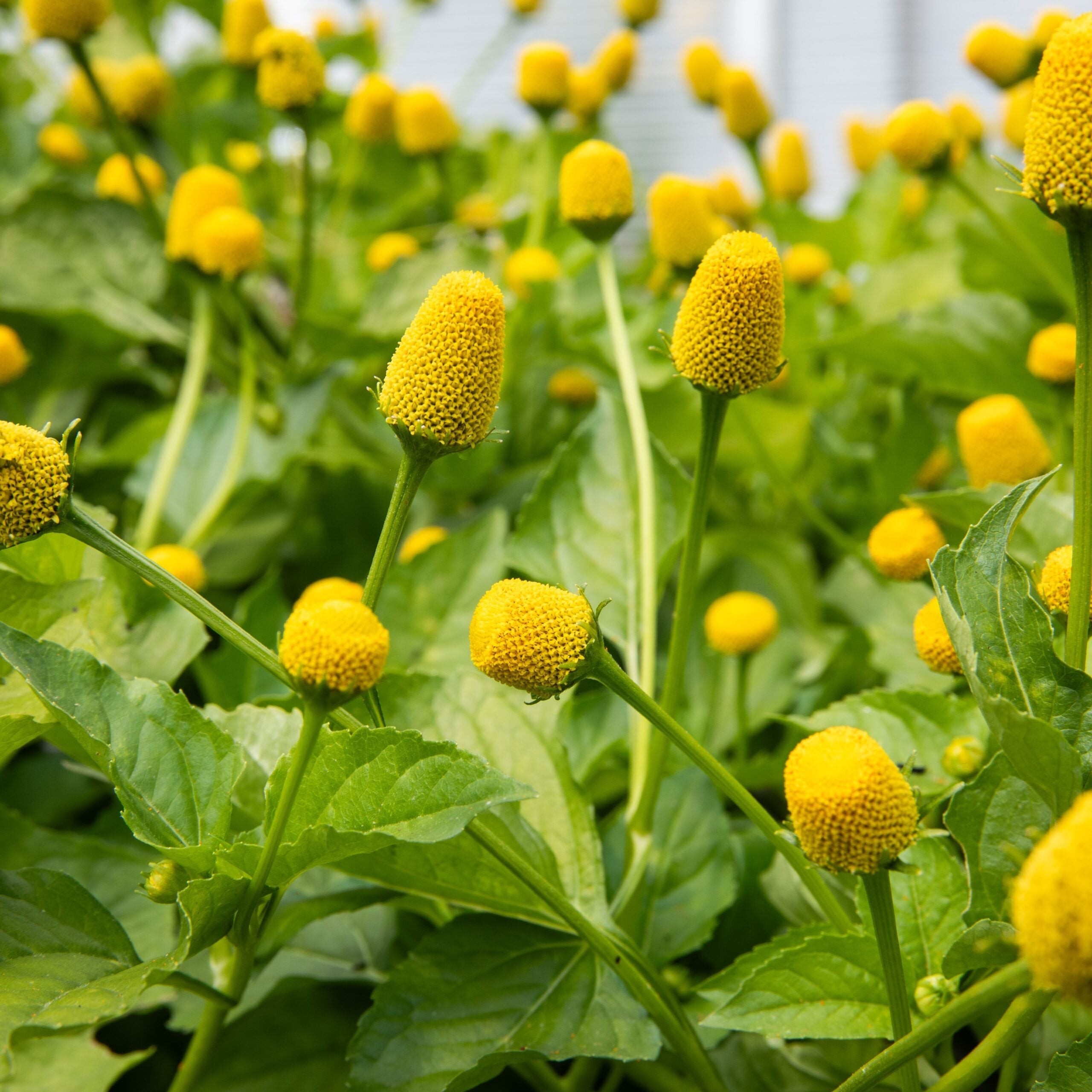 Cresson du Brésil - Sachet Bio - Les Jardins de l'écoumène