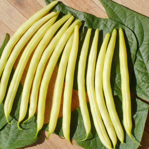 Haricot nain Beurre de Rocquencourt - Sachet Bio - Les Jardins de l'écoumène