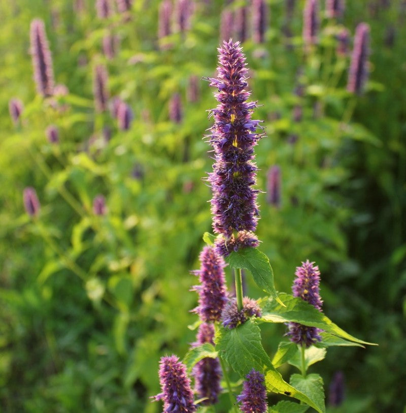 Agastache  - Sachet Bio VIVACE - Croque Paysage