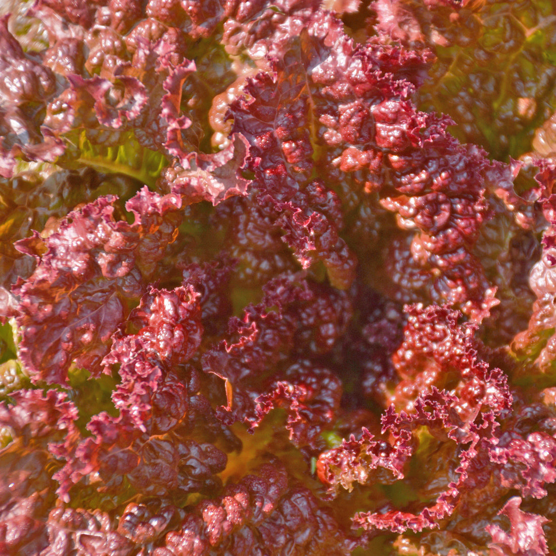 Laitue feuille Redina - Sachet Bio - Les Jardins de l'écoumène