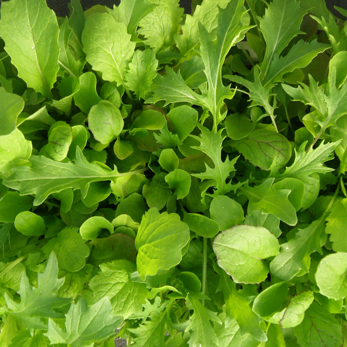 Mesclun de luxe - Sachet Bio - Les Jardins de l'écoumène