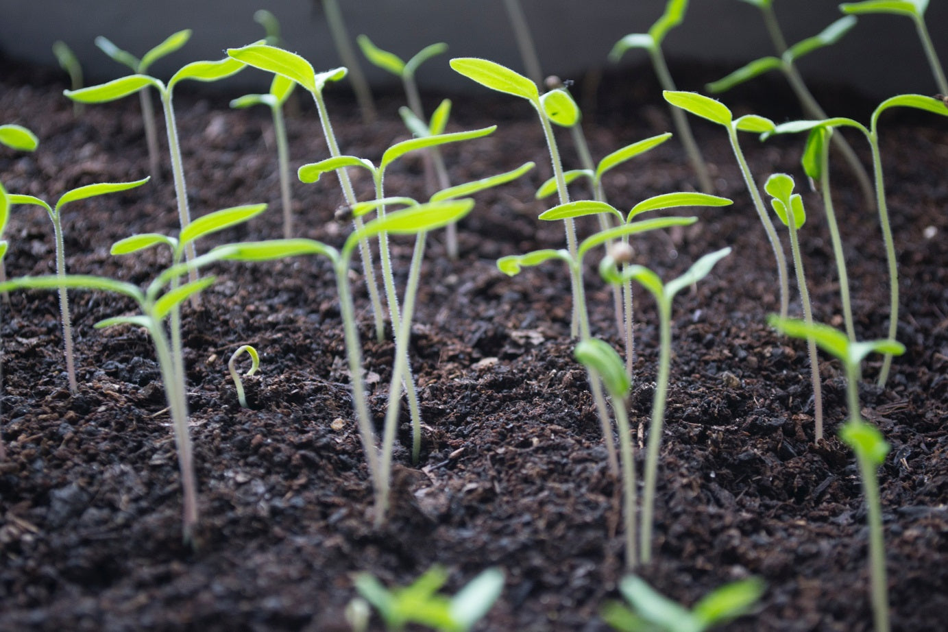 Projet germinations pousses et micro-salades
