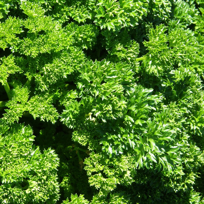 Croque Paysage,semences Persil frisé biologiques,légume fruit annuel pour potager,semenciers québécois,laurentides,val-david