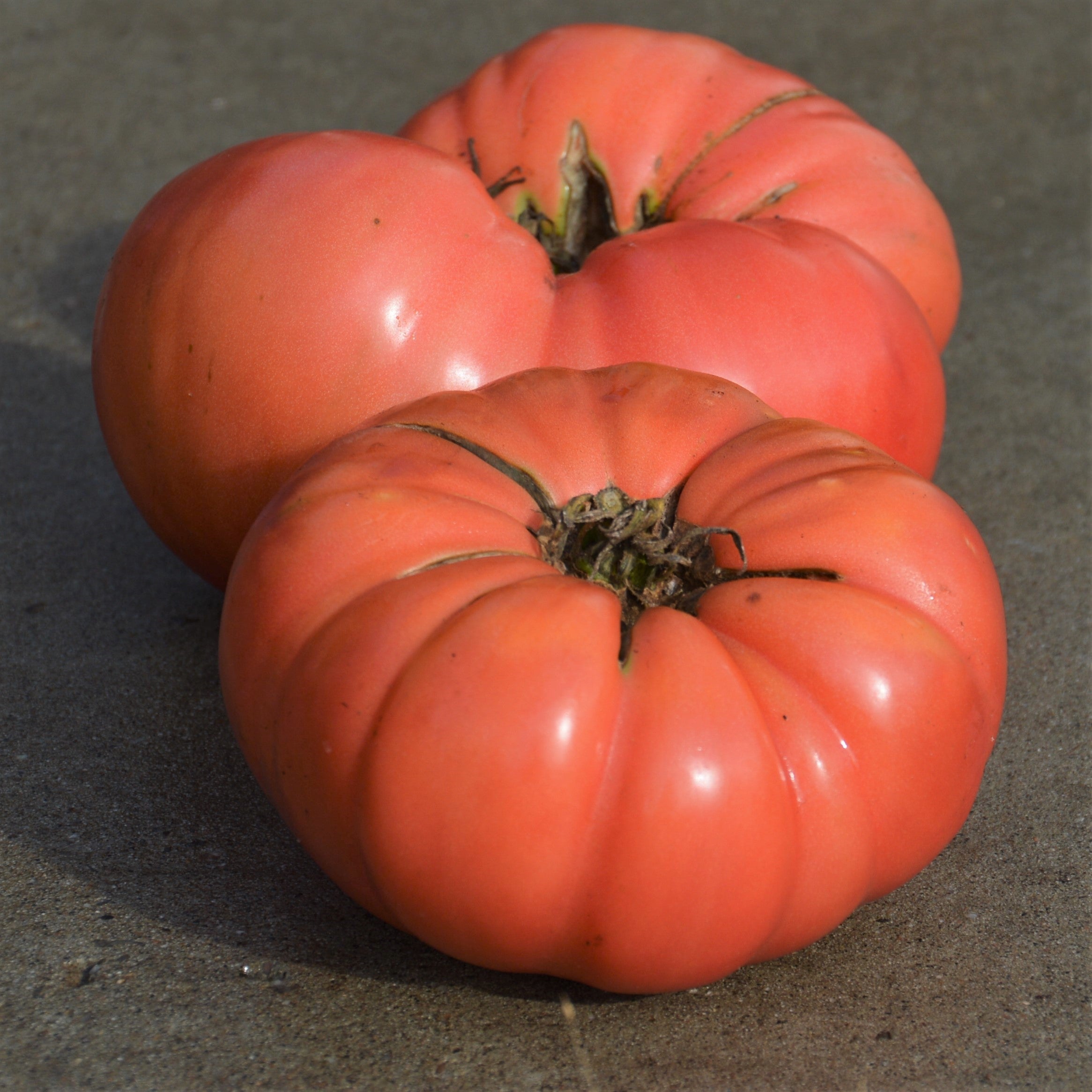 Tomate beefsteak Dester - Sachet Bio - Les Jardins de l'écoumène