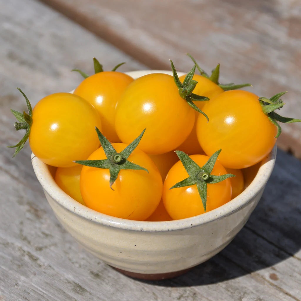 Tomate cerise Gold Nugget - Sachet Bio - Les Jardins de l'écoumène