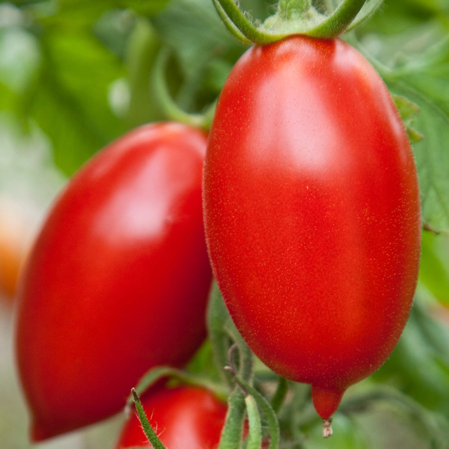 Tomate italienne Amish - Sachet Bio - Les Jardins de l'écoumène