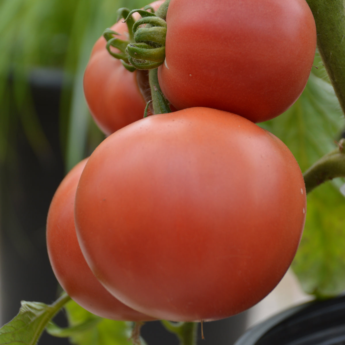 Tomate standard Rose Aimée - Sachet Bio - Les Jardins de l'écoumène