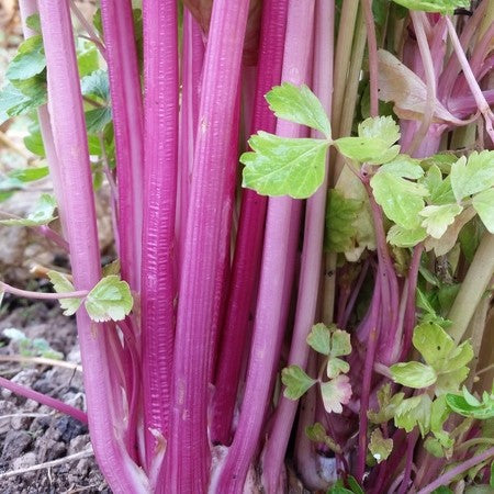 Céleri Chinese Pink - Sachet Bio - Les Jardins de l'écoumène