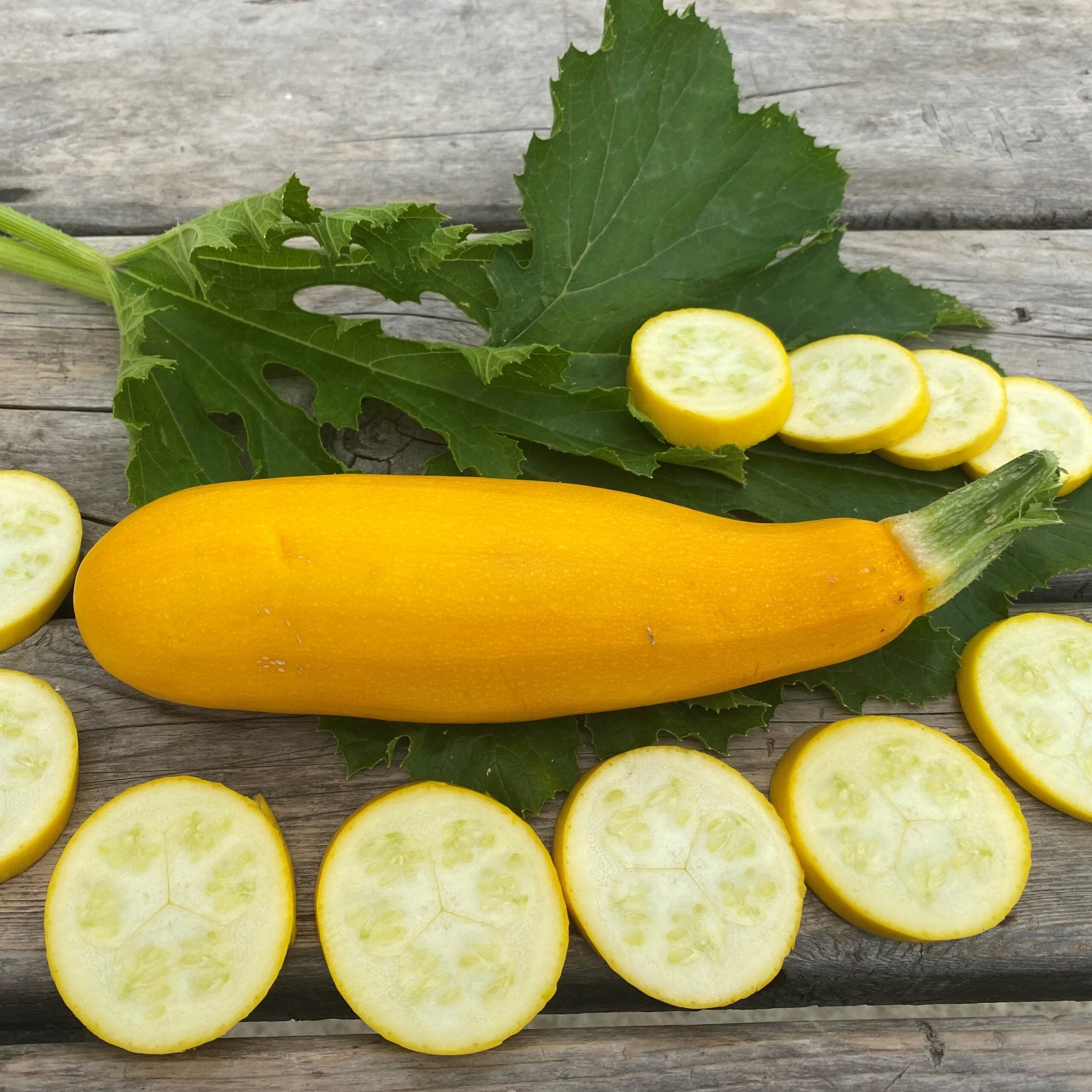 Courgette jaune - Sachet Bio - Les Jardins de l'écoumène