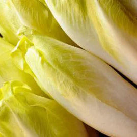 Chicorée Endive de Bruxelles - Sachet Bio - Les Jardins de l'écoumène