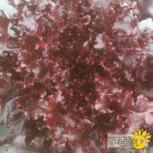 Laitue feuille de chêne red Salad Bowl  - Sachet Bio - La Ferme Coopérative Tournesol