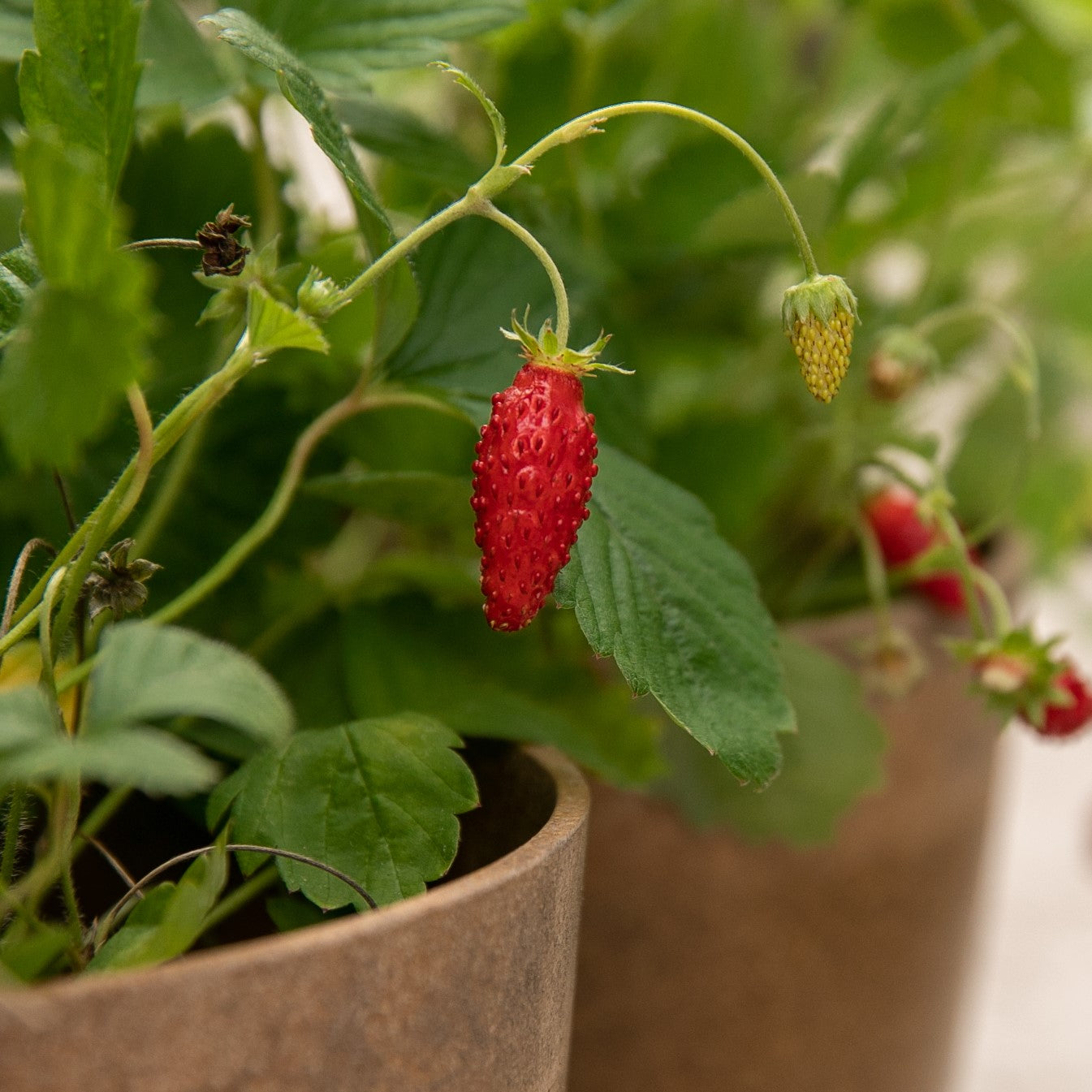 Fraisier alpin rouge - Sachet Bio - Les Jardins de l'écoumène