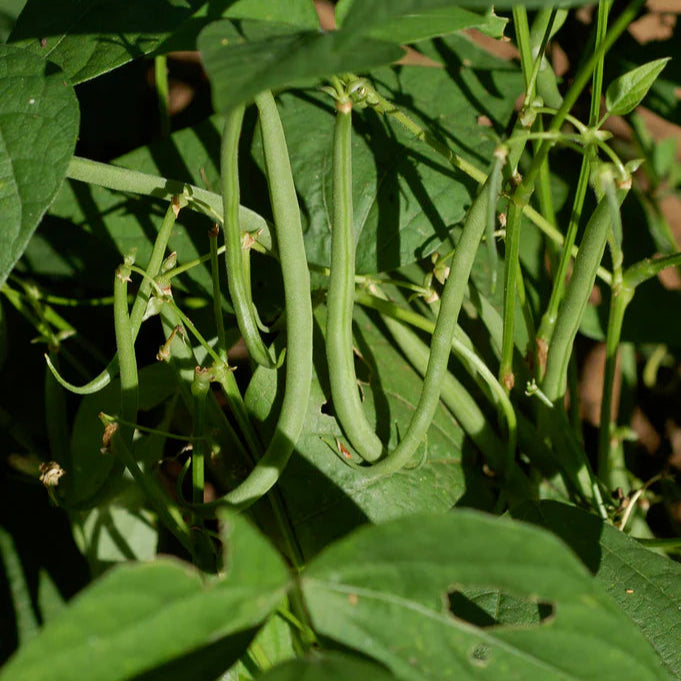 Haricot vert extra-fin Comtesse de Chambord - Sachet Bio - Semences du Portage