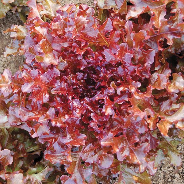 Laitue feuille de chêne Red Salad Bowl - Plant Bio - Croque Paysage