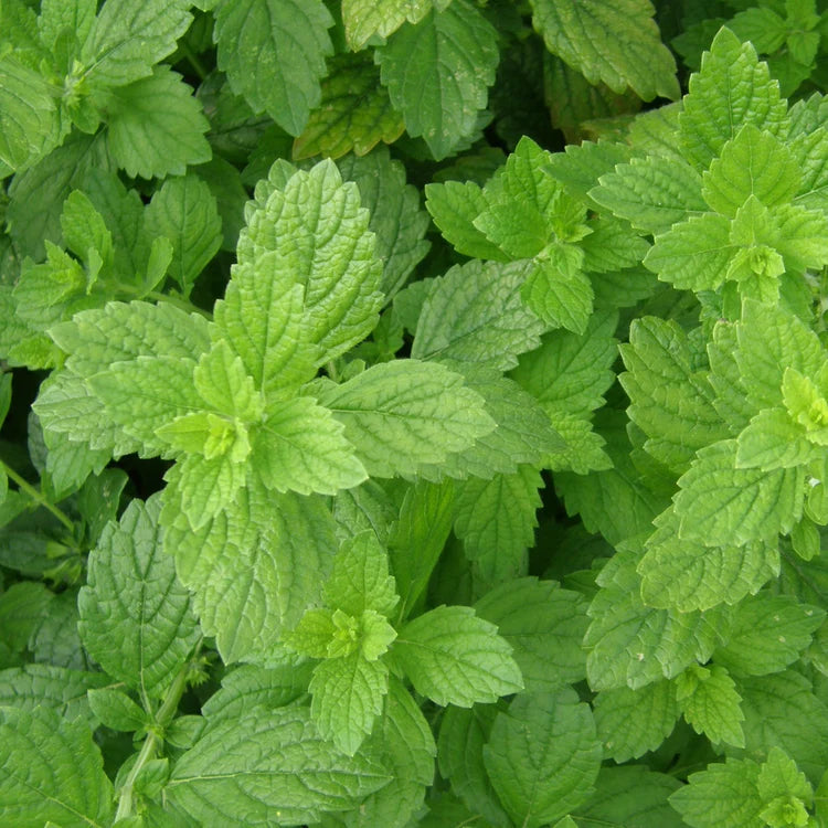 Mélisse  - Sachet Bio VIVACE - Les jardins de l'écoumène