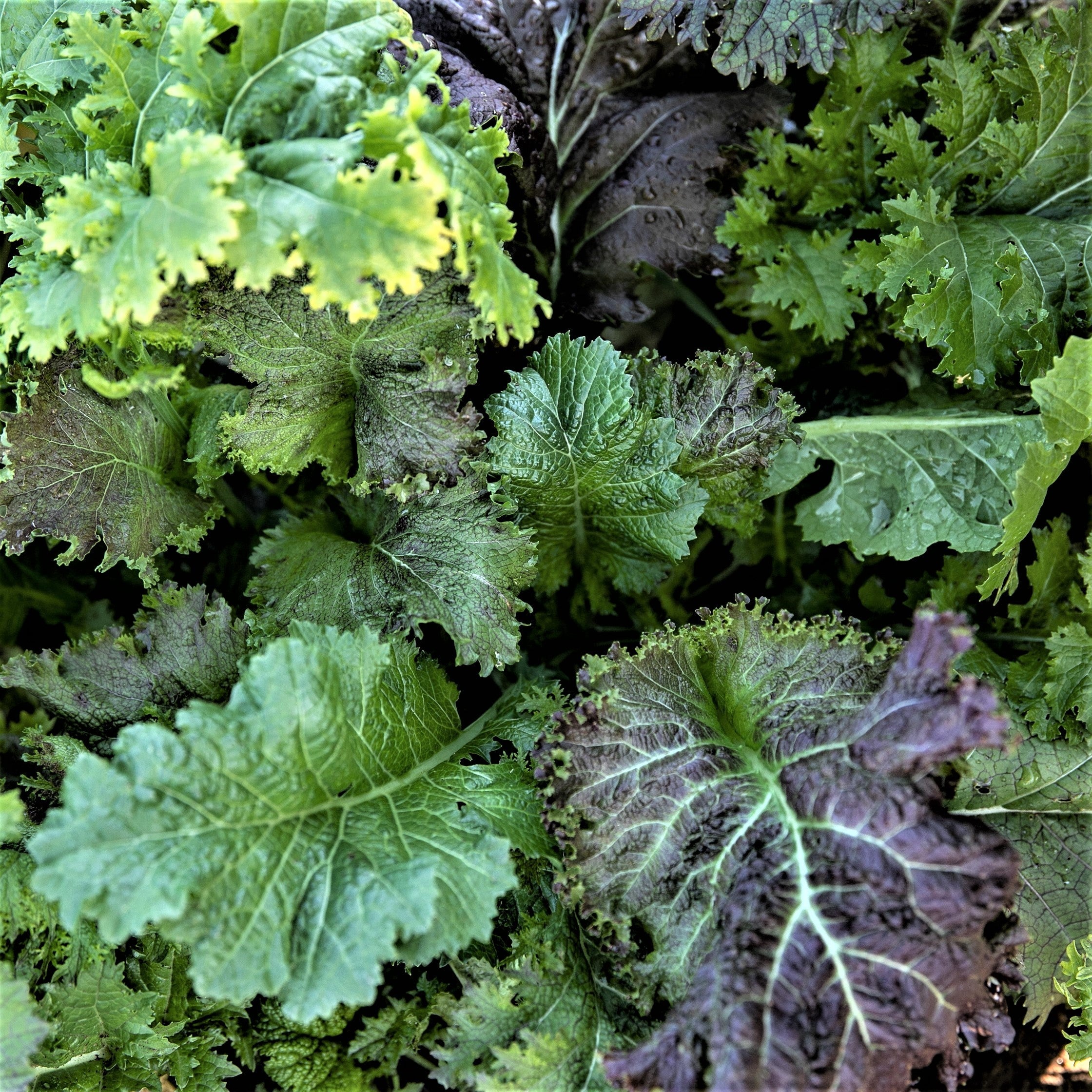 Mesclun de moutardes piquantes - Sachet Bio - Les Jardins de l'écoumène