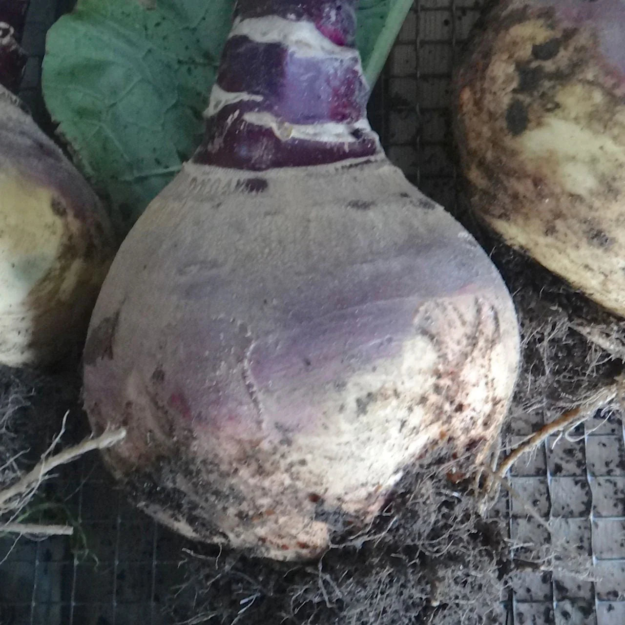 Rutabaga - Sachet Bio - La Ferme Coopérative Tournesol