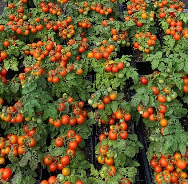 Tomate cerise Red Robin - Sachet Bio - Les Jardins de l'écoumène