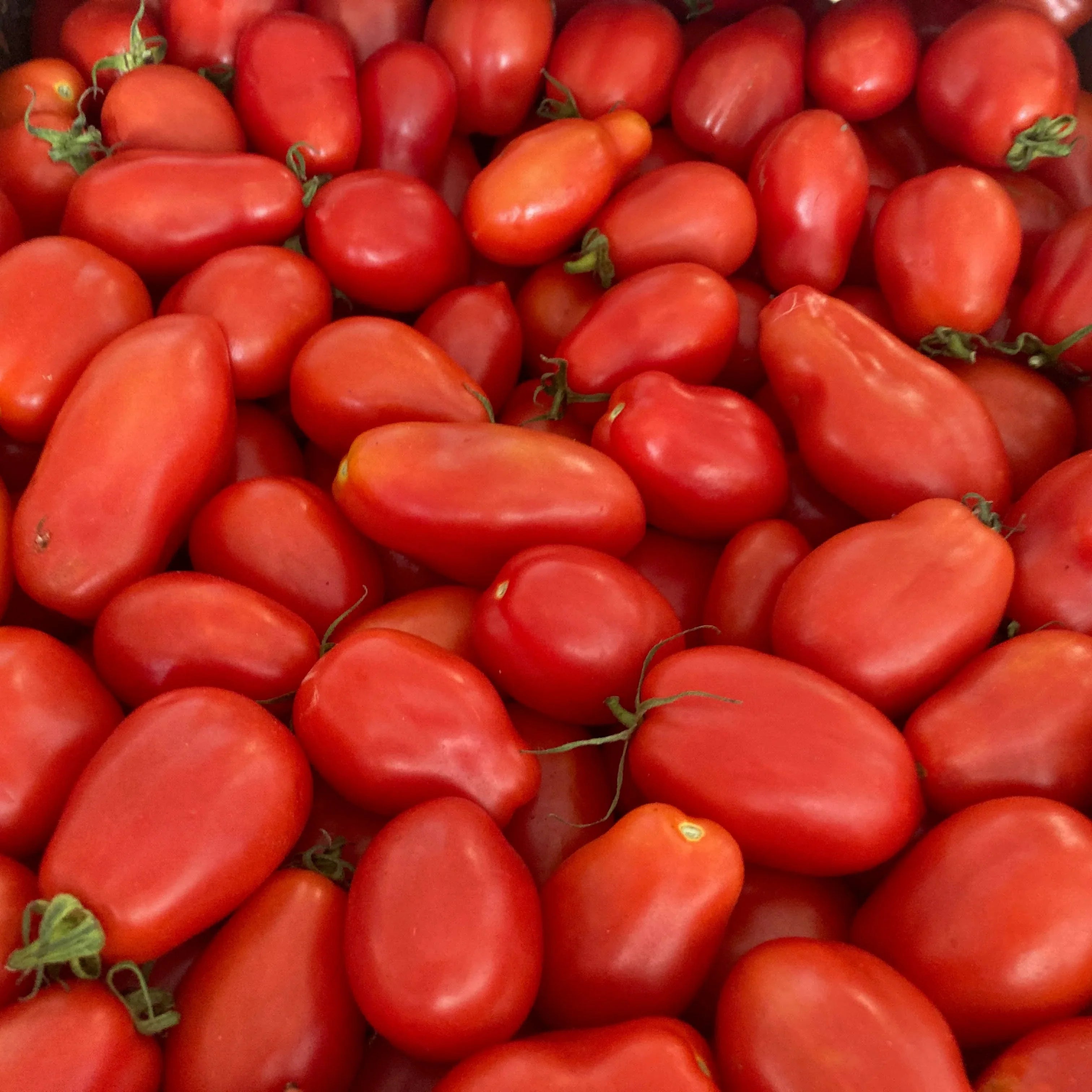 Tomate Rouge à Sauce San Marzano - Sachet Bio - La Ferme Coopérative Tournesol