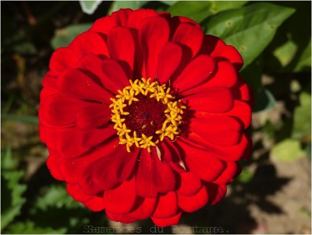 Zinnia Red Scarlet Sachet Bio - Semence du portage