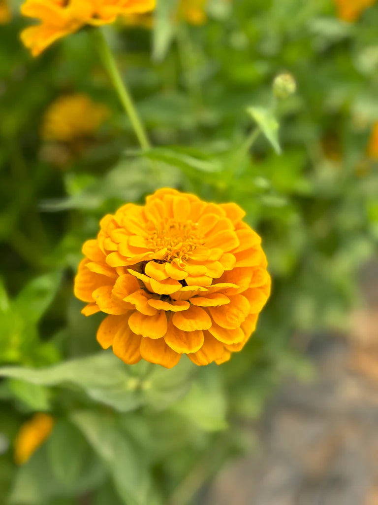 Zinnia Jaune Doré Sachet Bio - Semence du portage