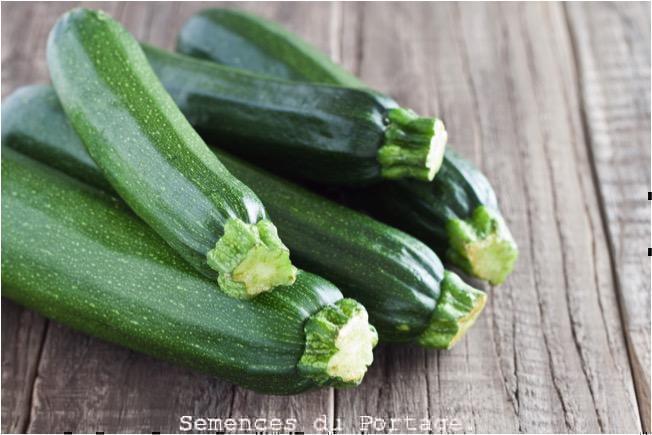 Courgette (courge d'été, zucchini) d'été Dark Green - Sachet Bio - Les semences du Portage