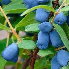 Croque Paysage,Camerisier Blue Bell en pot,arbuste à fruits,pépinière plantes comestibles Québec,Laurentides,Val-David