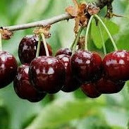 Croque Paysage,Cerisier nain Sk Romeo en pot,arbuste à fruits,pépinière plantes comestibles Québec,Laurentides,Val-David