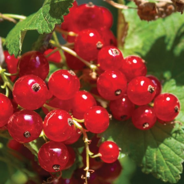 Croque Paysage,Gadelier Cherry red en pot,arbuste à fruits,pépinière plantes comestibles Québec,Laurentides,Val-David