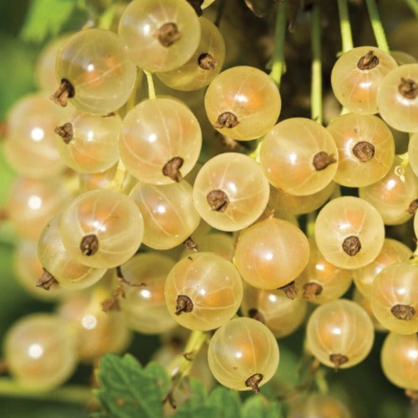 Arbuste à fruits en pot - Gadelier White pearl en pot - Croque Paysage ...