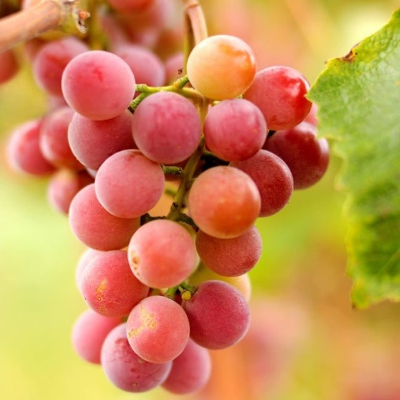 Vigne à raisins Somerset