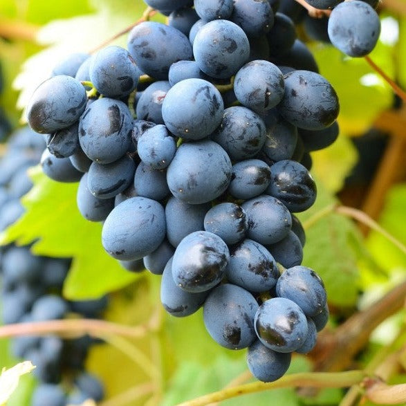 Croque Paysage,Vigne à raisins Trollhaugen en pot,arbuste à fruits,pépinière plantes comestibles Québec,Laurentides,Val-David