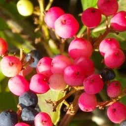 Croque Paysage,Viorne cassinoide  en pot,arbuste à fruits,pépinière plantes comestibles Québec,Laurentides,Val-David