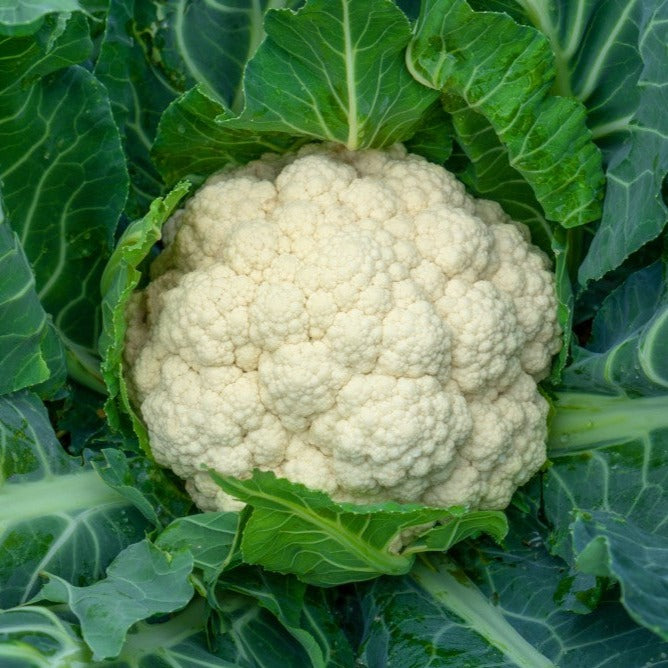 Croque Paysage,plante herbacée annuelle/potagère comestible,Chou-fleur Mardi,pépinière plantes comestibles bio Québec,Laurentides,Val-David
