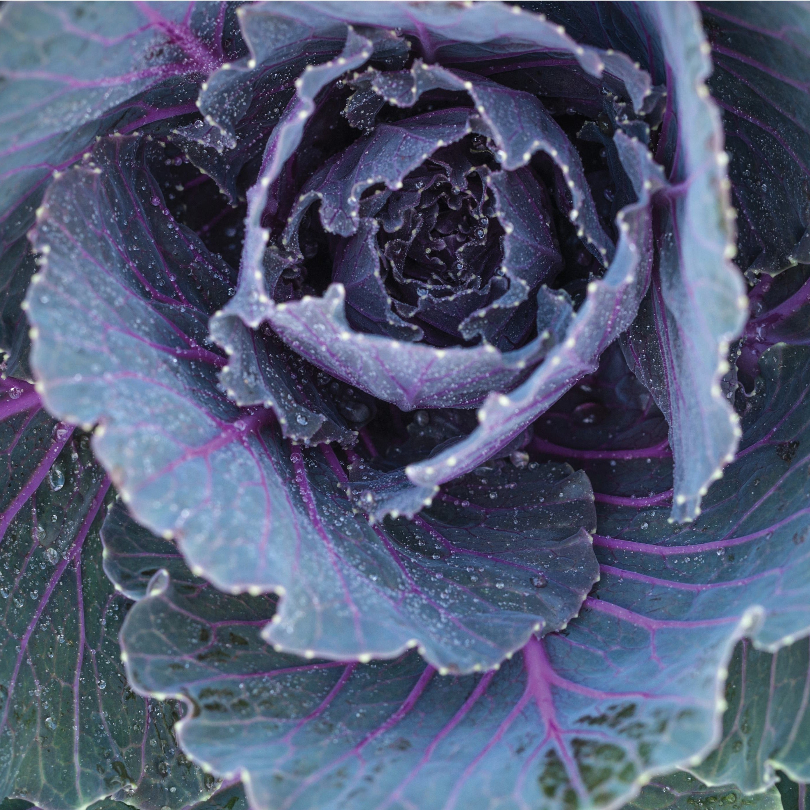 Chou rouge Red express - Plant Bio - Croque Paysage