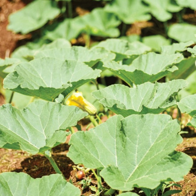 Courgette (courge d'été, zucchini) Yellow crookneck - Plant Bio - Croque Paysage