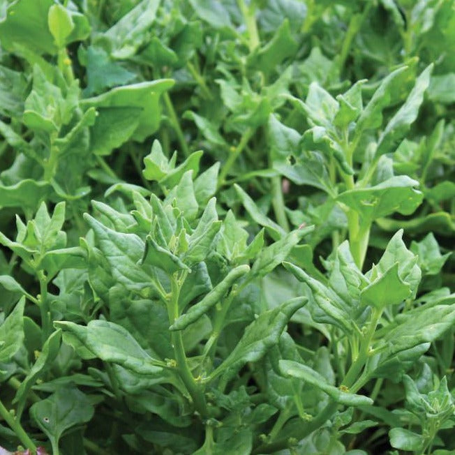 Epinard d’été (Tétragone) - Plant Bio - Croque Paysage