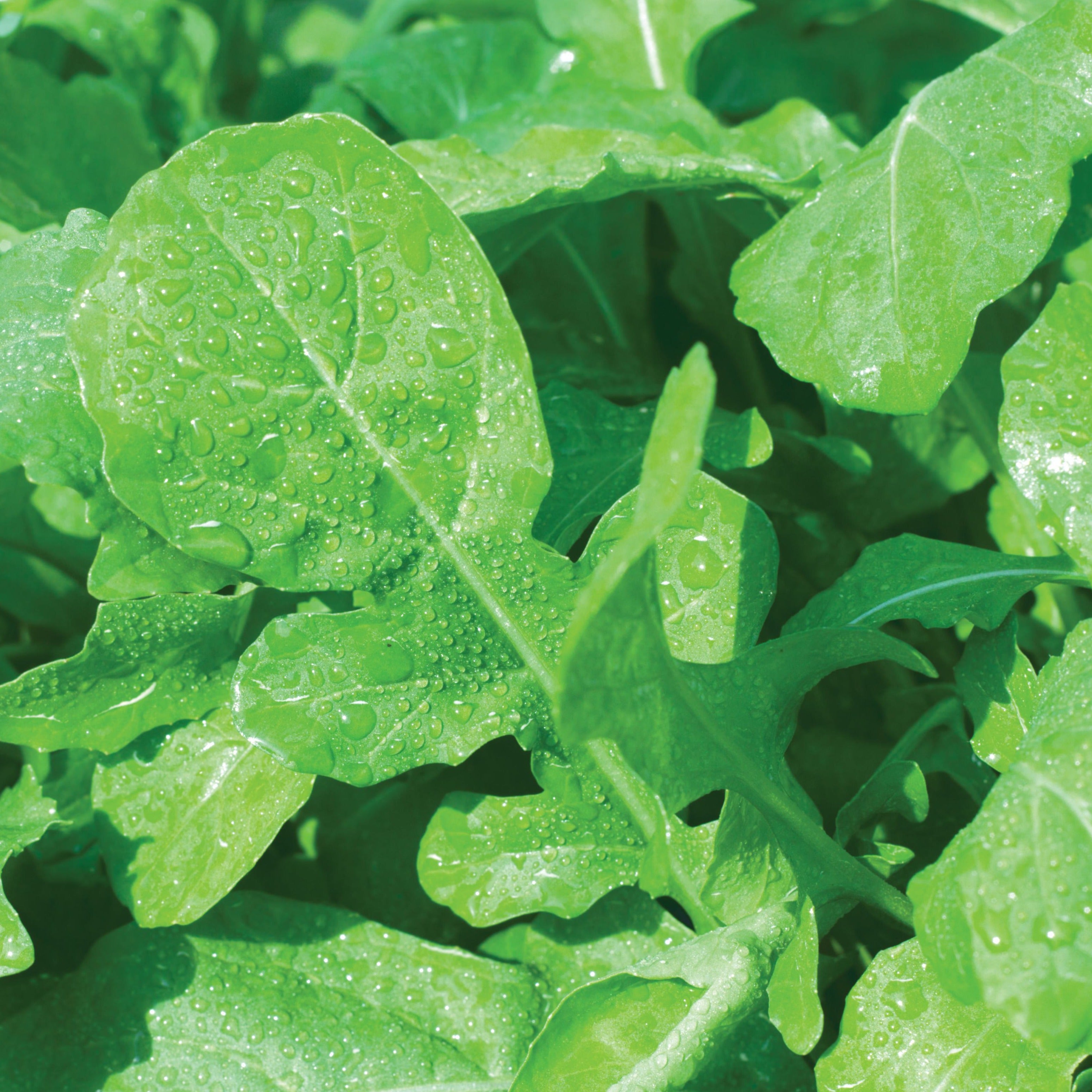 Plantes annuelles/potagères comestibles