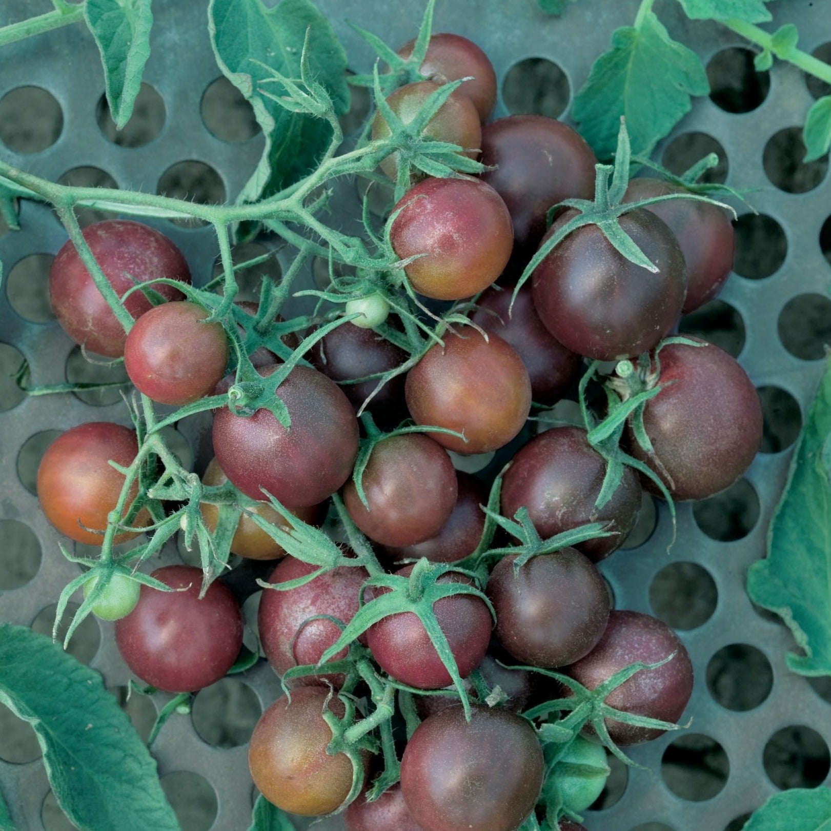 Tomate cerise noire Black cherry - Plant Bio - Croque Paysage