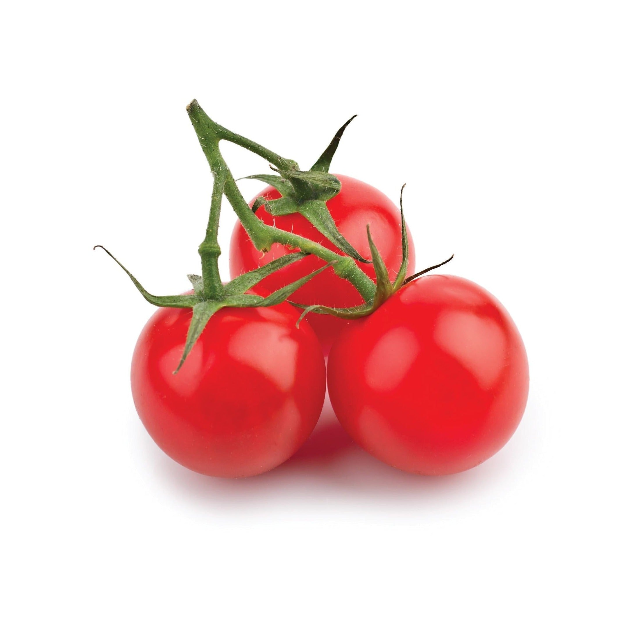 Tomate cerise rouge Tiny tim - Sachet Bio - Les Jardins de l'écoumène