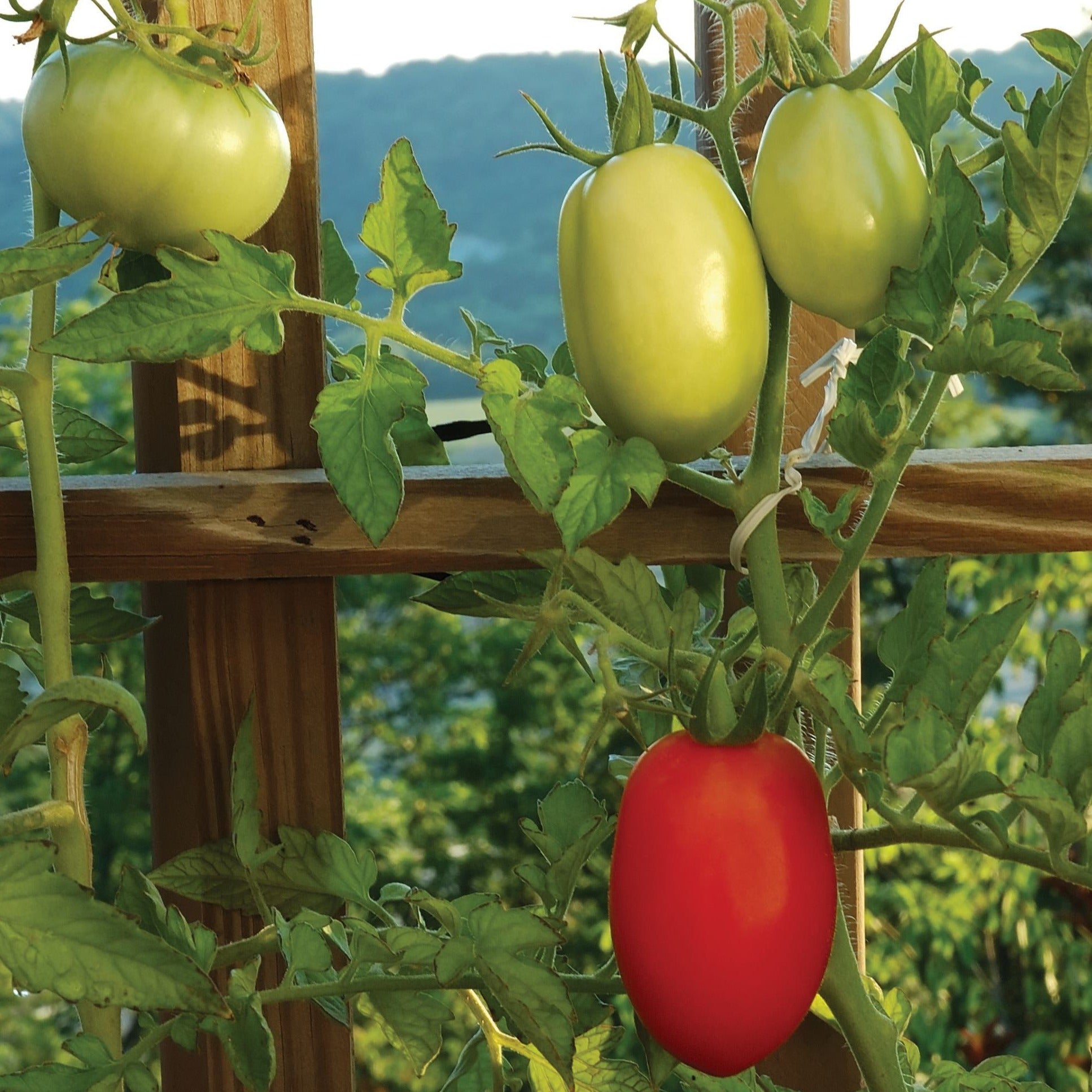 Tomate Italienne Roma - Plant Bio - Croque Paysage
