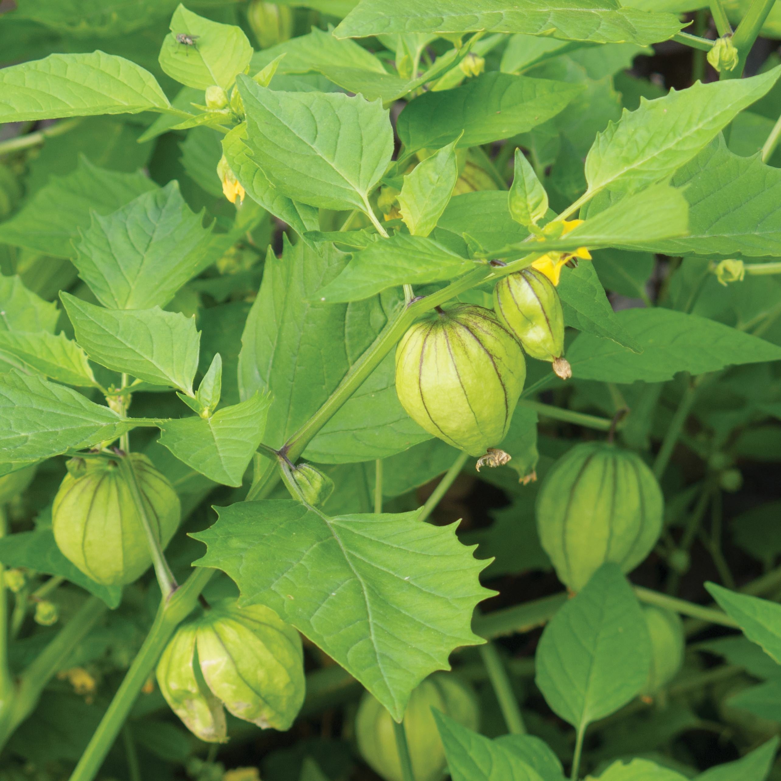 Tomatillo Toma verde - Plant Bio - Croque Paysage