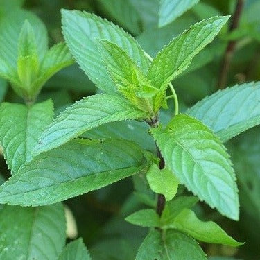 Menthe poivrée - Plant Bio - Croque Paysage