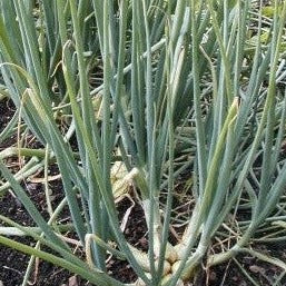 Oignon égyptien - Plant Bio - Croque Paysage