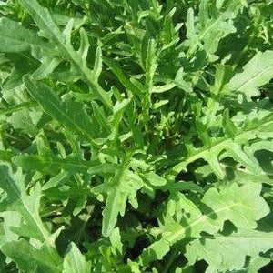 Roquette vivace - Plant Bio - Croque Paysage