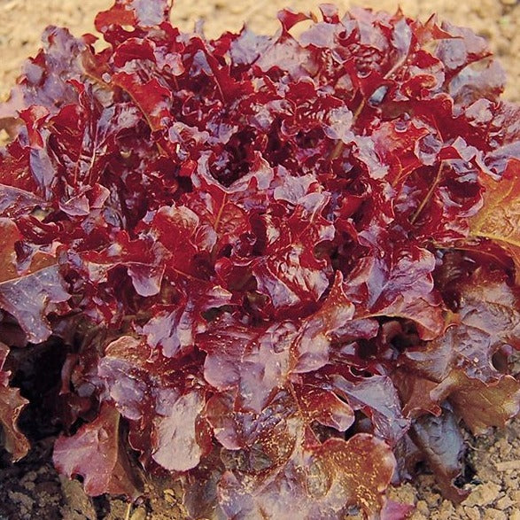 Croque Paysage,semences Laitue feuille de chêne rouge biologiques,légume feuille annuel pour potager,semenciers québécois,laurentides,val-david