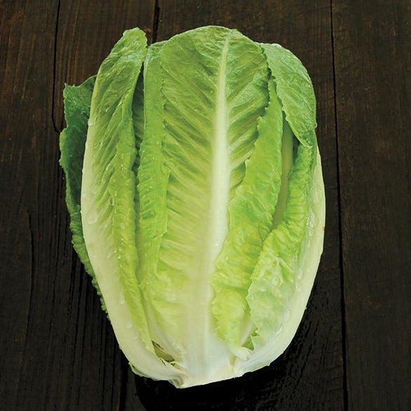 Croque Paysage,semences Laitue romaine Green Towers biologiques,légume feuille annuel pour potager,semenciers québécois,laurentides,val-david